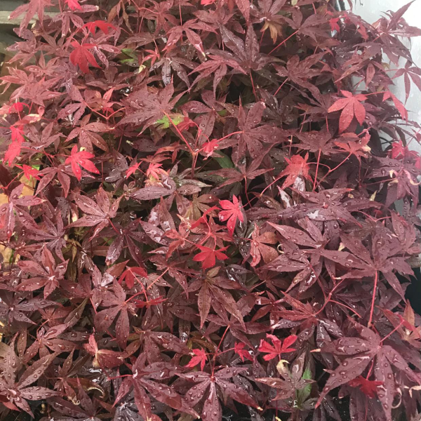 Arțar Japonez ‘Atropurpureum’