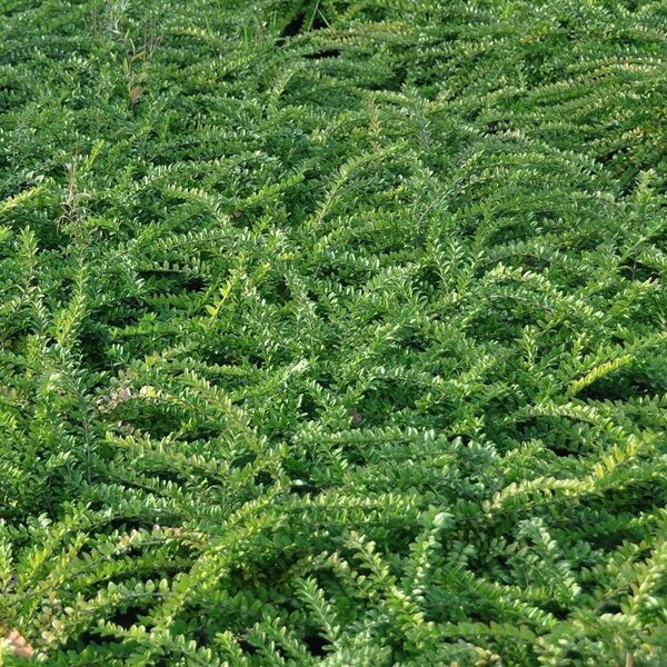 Lonicera nitida ‘Maigrün’