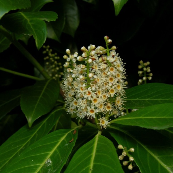 Prunus laurocerasus 'Novita'