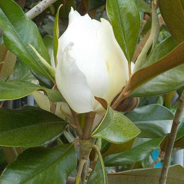 Magnolia grandiflora 'Gallisoniensis'