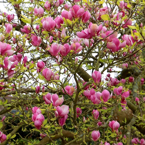 Magnolia × soulangeana 'Rustica Rubra'