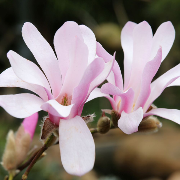 Magnolia × loebneri ‘Leonard Messel’