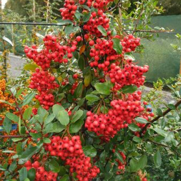 Pyracantha coccinea ‘Red Cushion’