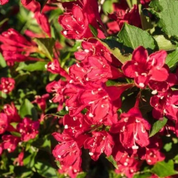 Weigela 'Bristol Ruby