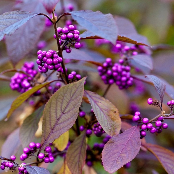 Callicarpa 'Profusion'