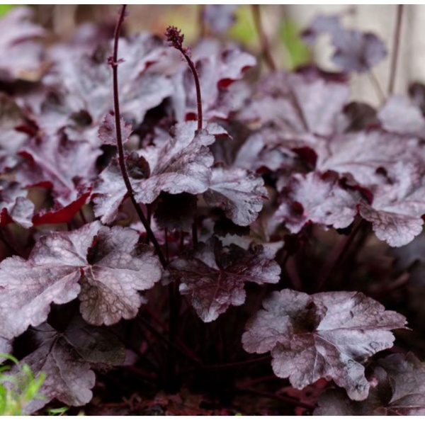 Heuchera 'Palace Purple'