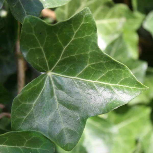 Hedera hibernica