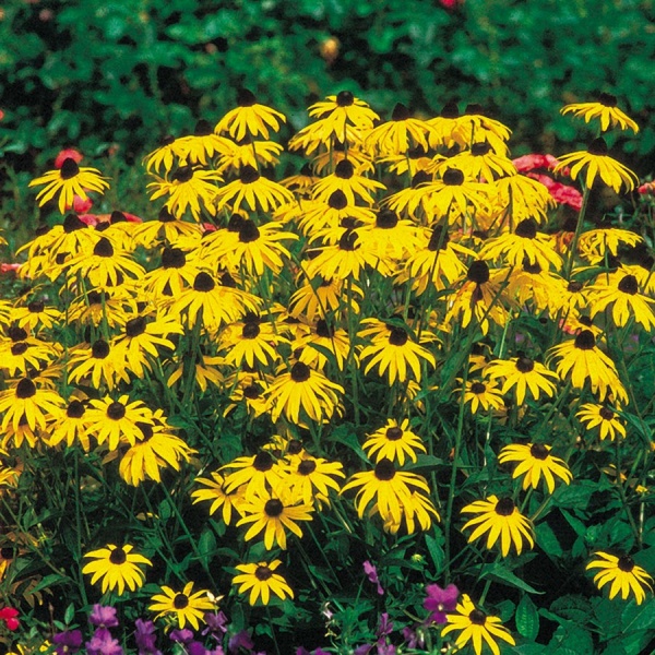 Rudbeckia fulgida 'Goldsturm'