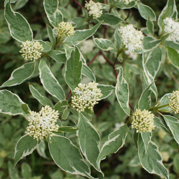 Cornus alba 'Elegantissima'