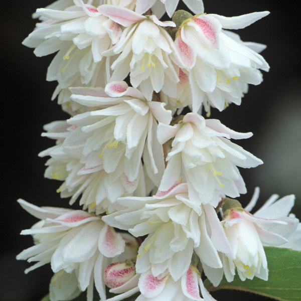Deutzia scabra 'Plena'