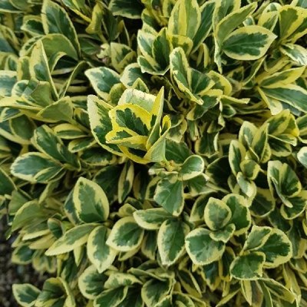 Euonymus japonicus 'Bravo'