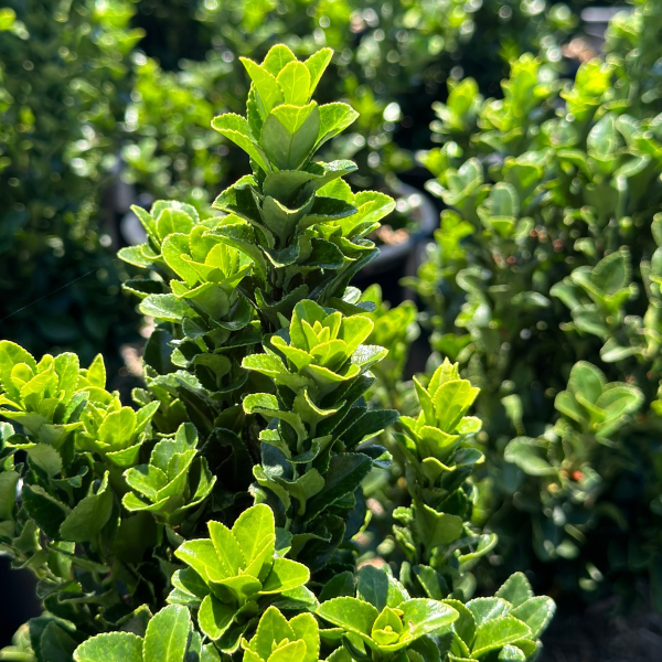 Euonymus japonicus 'Green Spire'