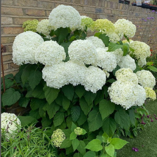 Hydrangea arborescens 'Annabelle'