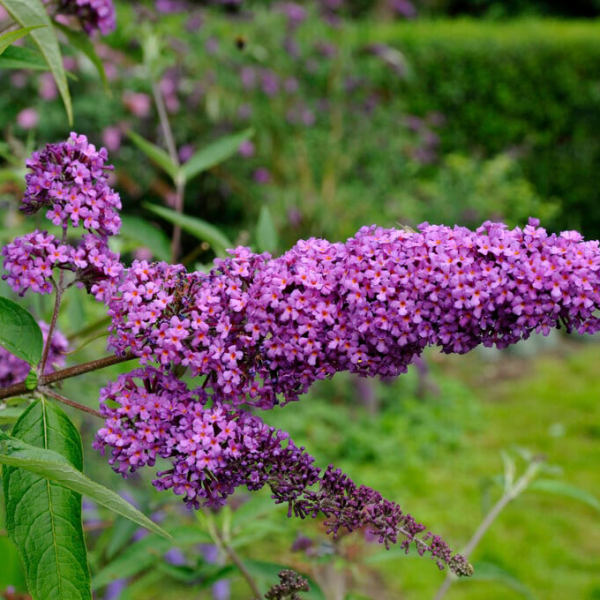 Liliacul de vară (Buddleja davidii)